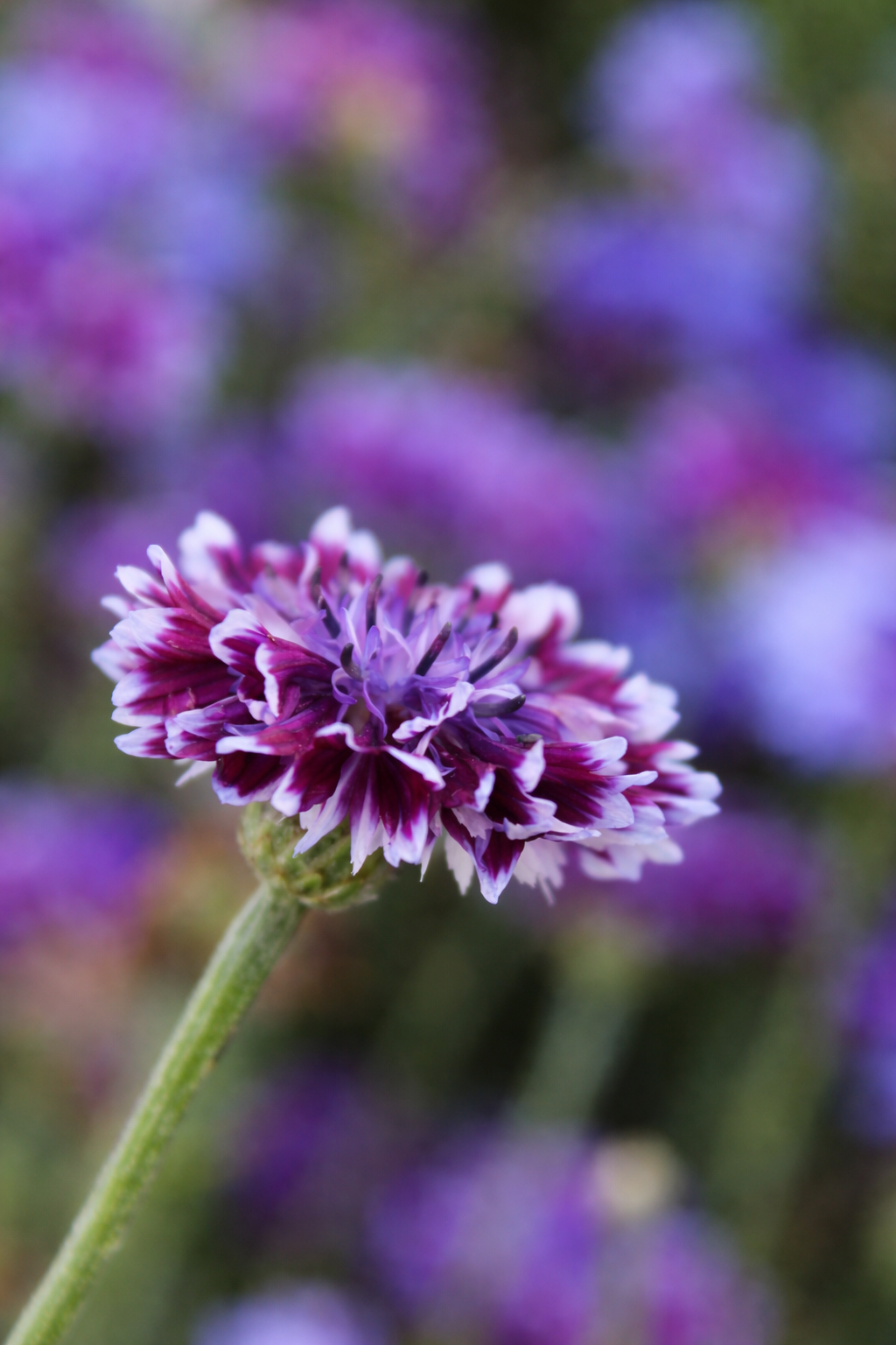 Centaurea cyanus Classic Magic | Cornflower therapyofflowers.com