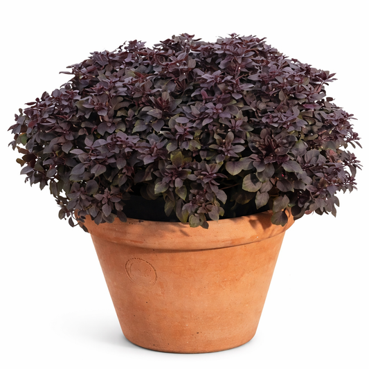 Purple Ball Basil | Ocimum Basilicum | Very aromatic Basil therapyofflowers.com