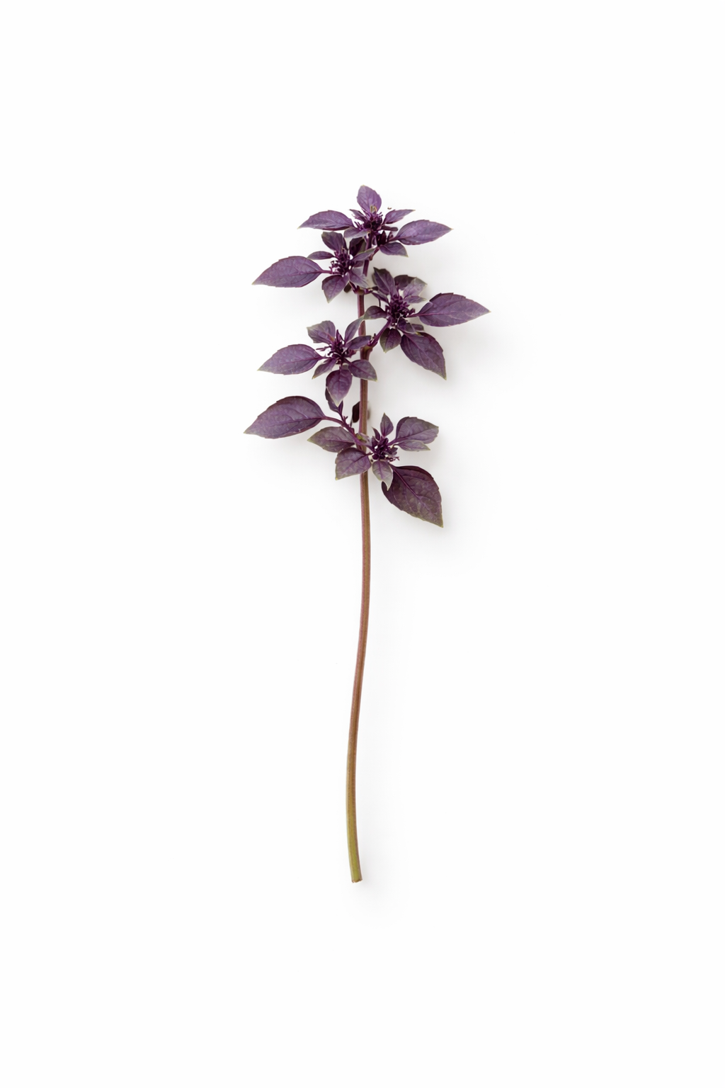 Purple Ball Basil | Ocimum Basilicum | Very aromatic Basil therapyofflowers.com