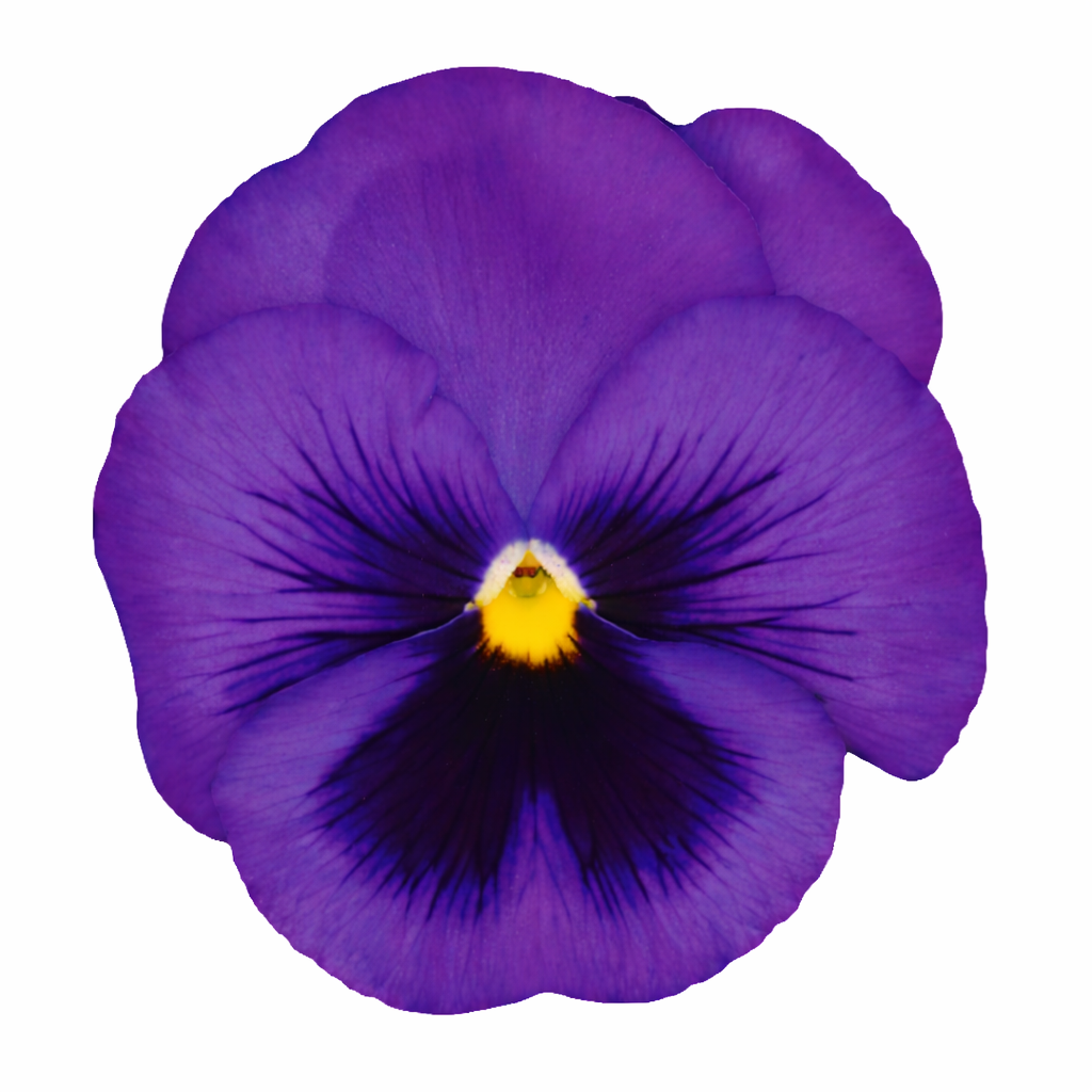 Viola x wittrockiana Inspire® DeluXXe Blue Surprise | Extra Large, Spring & Autumn Pansy therapyofflowers.com