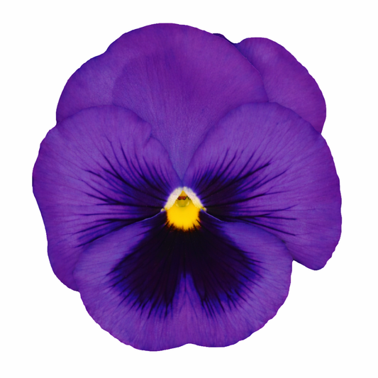Viola x wittrockiana Inspire® DeluXXe Blue Surprise | Extra Large, Spring & Autumn Pansy therapyofflowers.com