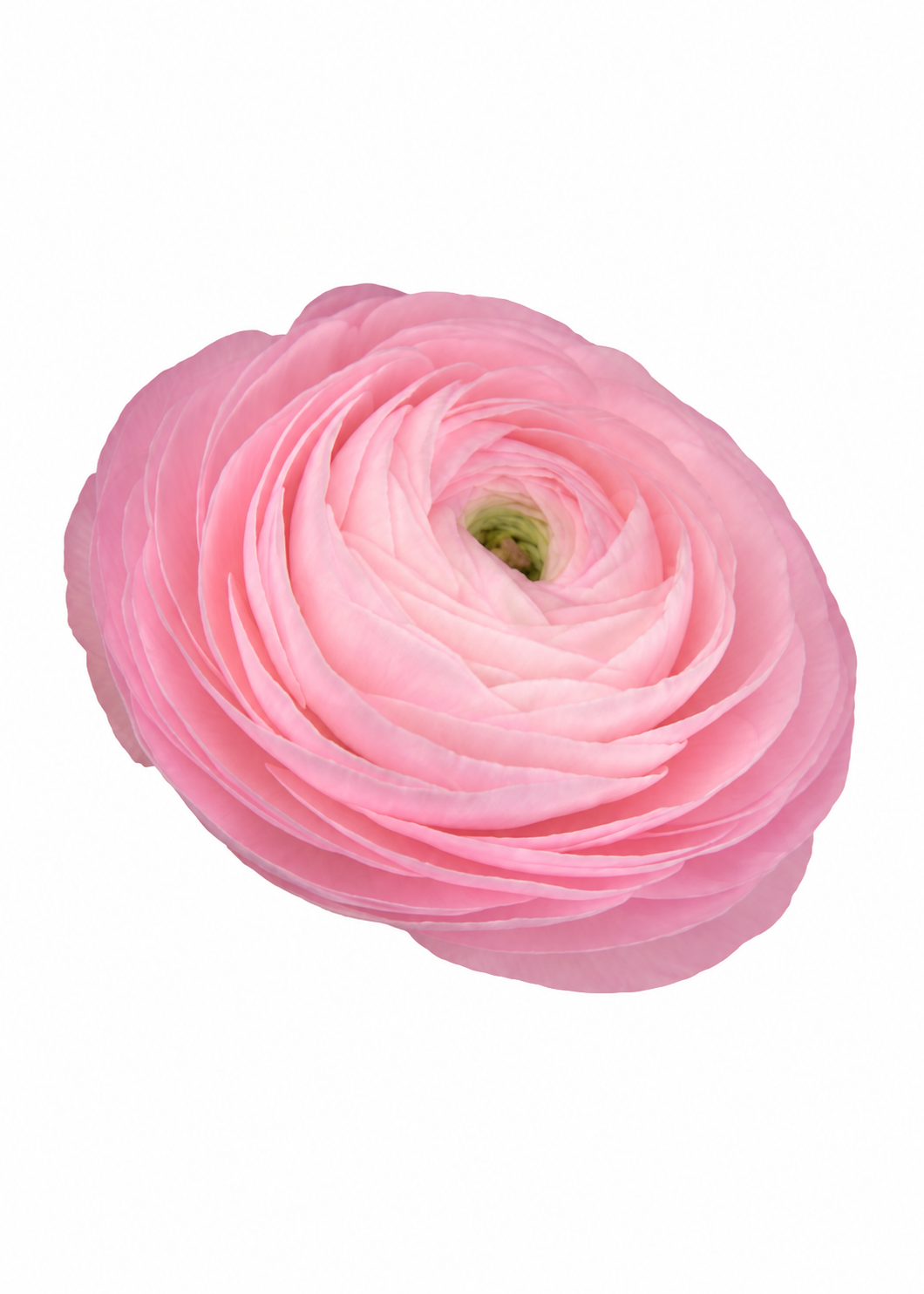 Ranunculus Elegance® ROSA CHIARO 2P10 |  Italian Ranunculus | Corm size: 4/5
