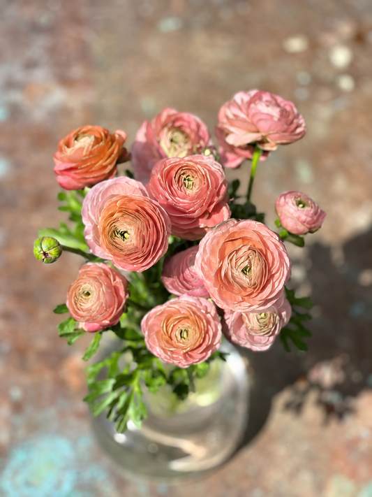 Ranunculus Elegance® SALMONE 06 | Italian Ranunculus | Corm size: 4/5 therapyofflowers.com