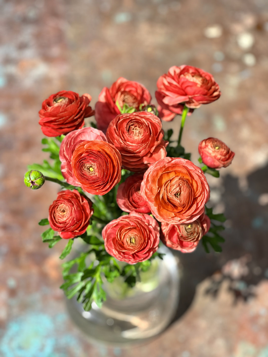 Ranunculus Elegance® SALMONE 605A B&B | Italian Ranunculus | Corm size: 4/5 therapyofflowers.com