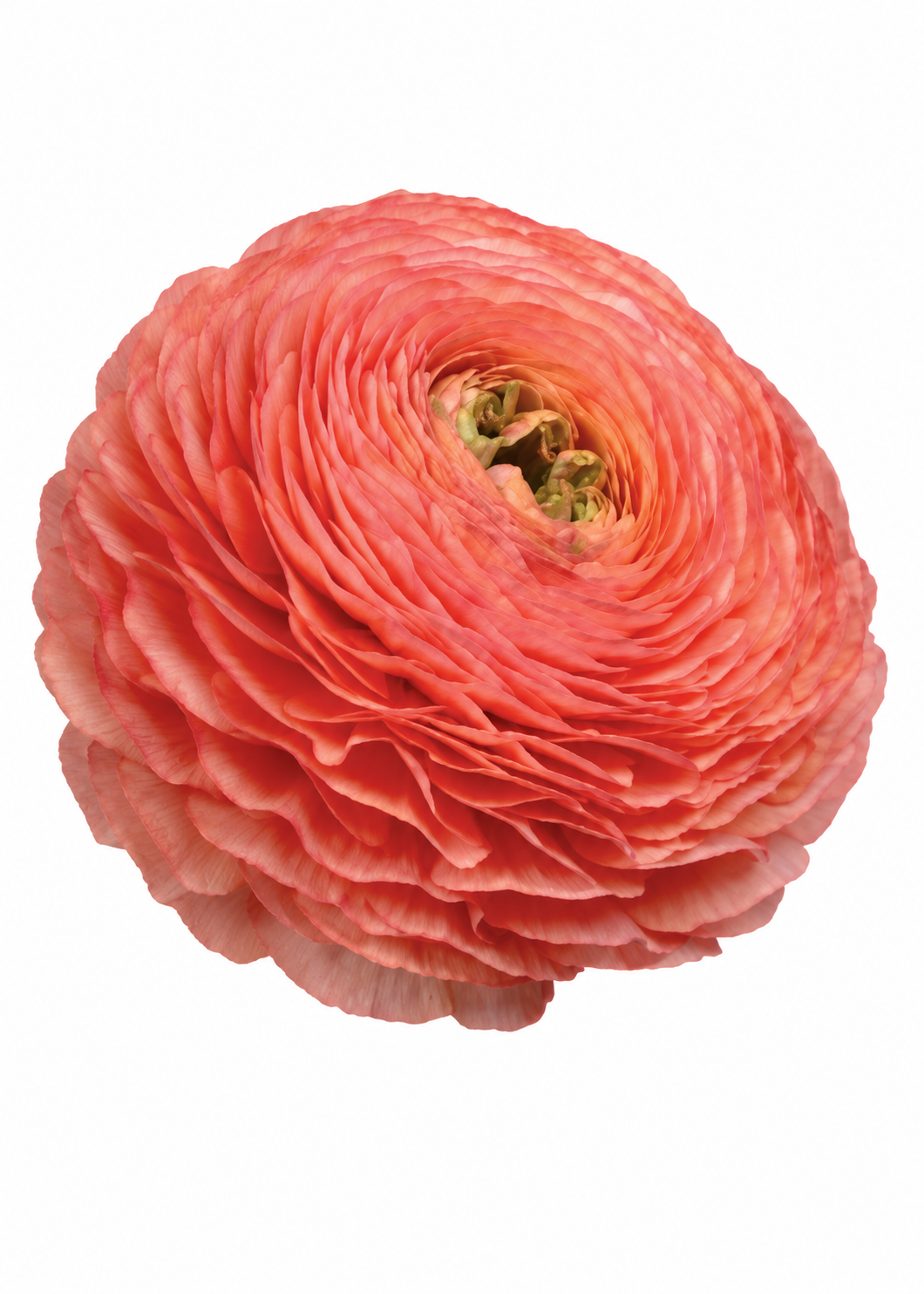 Ranunculus Elegance® SALMONE 605A B&B | Italian Ranunculus | Corm size: 4/5 therapyofflowers.com
