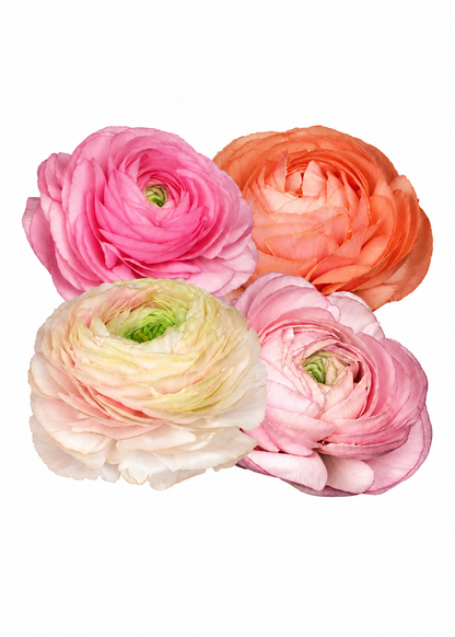 Ranunculus Elegance® PASTELLO 102-14 | Italian Ranunculus | Corm size: 4/5 therapyofflowers.com