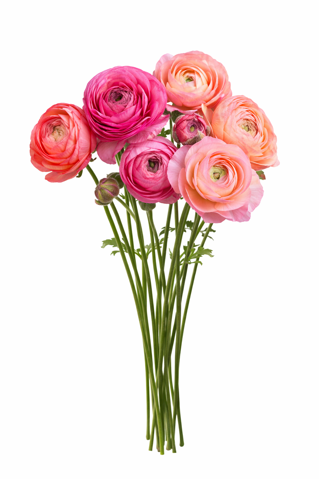 Ranunculus Amandine Pastel Pink | Ranunculus asiaticus | Persian buttercup therapyofflowers.com