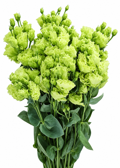 Schönkelch Rosanne Bright Green F1 | Eustoma grandiflorum | Gruppe 2