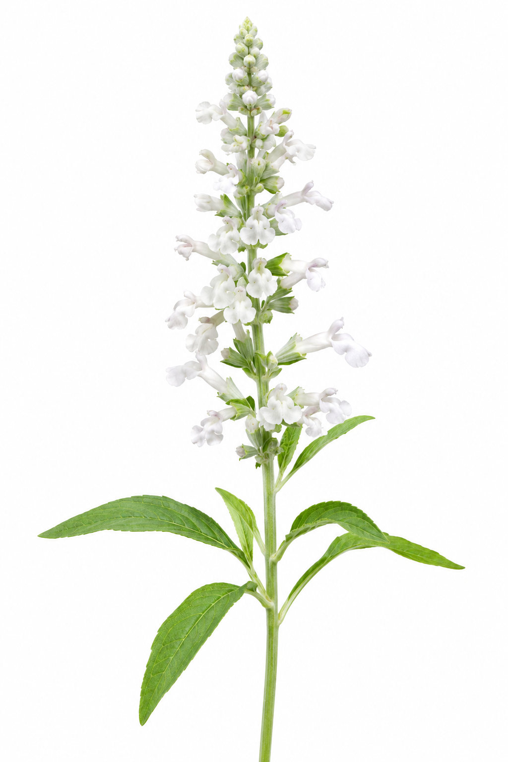 Salvia farinacea Evolution® White  | Mealy Sage therapyofflowers.com
