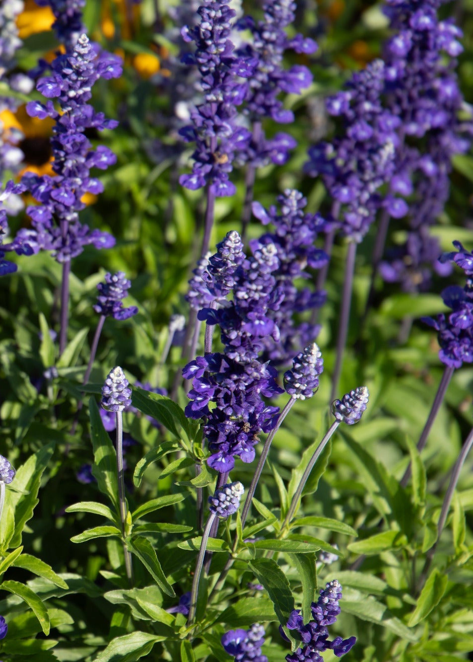 Salvia farinacea Victoria Blue  | Mealy Sage therapyofflowers.com