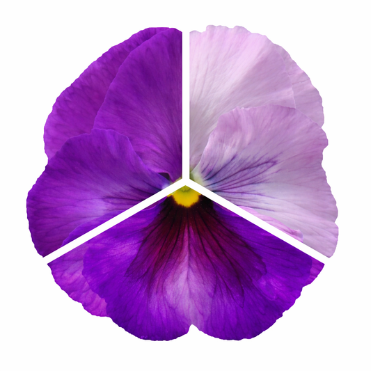 Viola x wittrockiana Inspire® Plus Lavender Blotch Shades | Spring or Autumn Pansy therapyofflowers.com