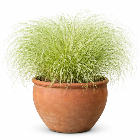 Carex comans Amazon Mist ColorGrass® | New Zealand Hairy Sedge | Pelleted therapyofflowers.com