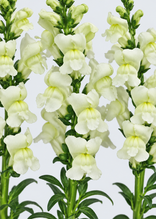 Antirrhinum majus Maryland Ivory White F1 | Group 1,2 | Snapdragon therapyofflowers.com