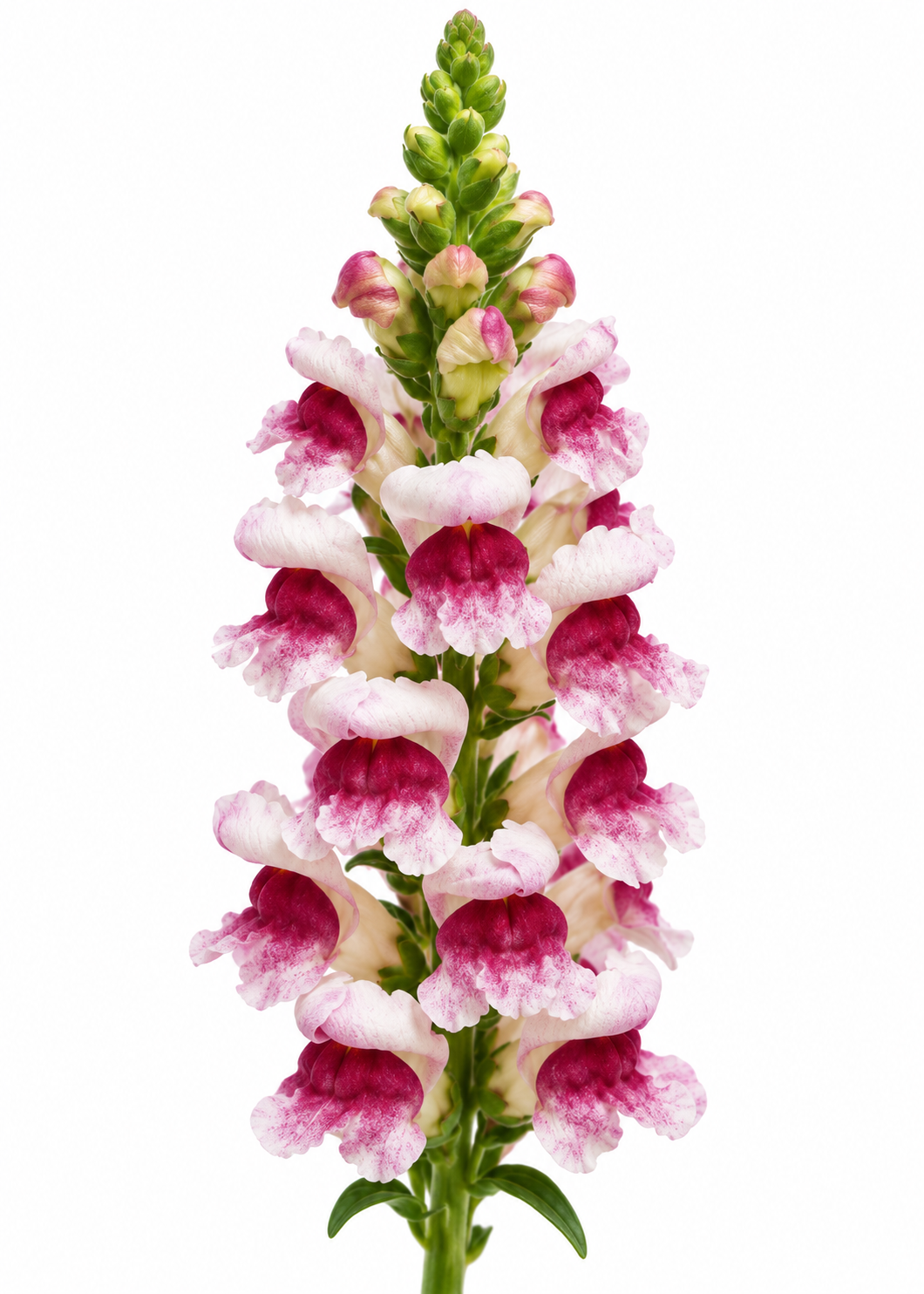 Antirrhinum majus Maryland Plumblossom F1 | Group 1,2 | Snapdragon therapyofflowers.com