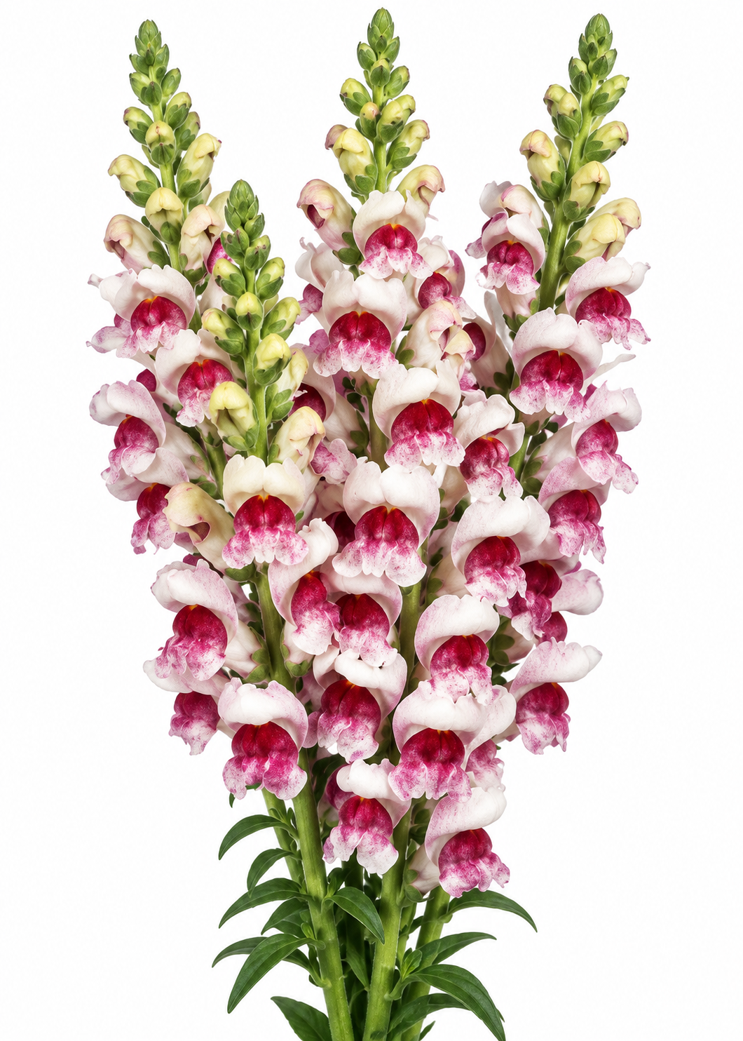 Antirrhinum majus Maryland Plumblossom F1 | Group 1,2 | Snapdragon therapyofflowers.com
