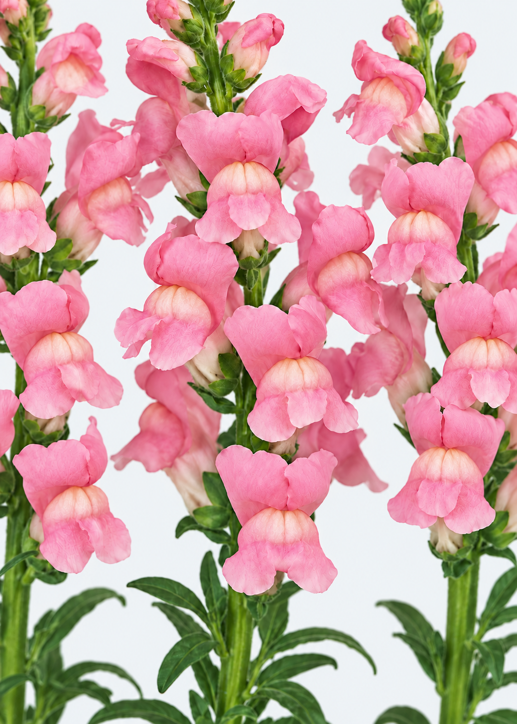 Antirrhinum majus Maryland Yosemite Pink F1 | Group 1,2 | Snapdragon therapyofflowers.com