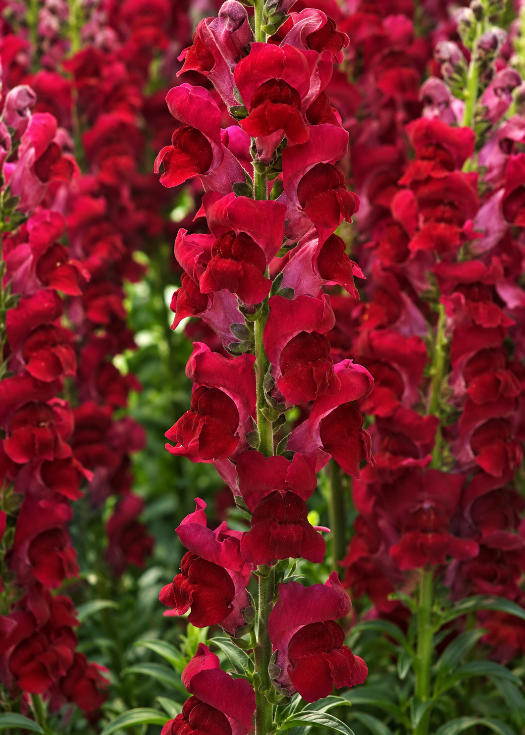 Antirrhinum majus Potomac™ Crimson F1 | Group 3,4 | Snapdragon
