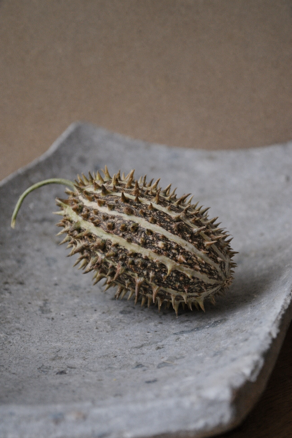 Cucumis species Deco-Fruits Mix | Ornamental Cucumbers | 8 Species therapyofflowers.com