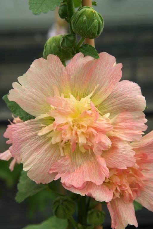 Kāršroze Spring Celebrities™ Apricot | Alcea rosea 
