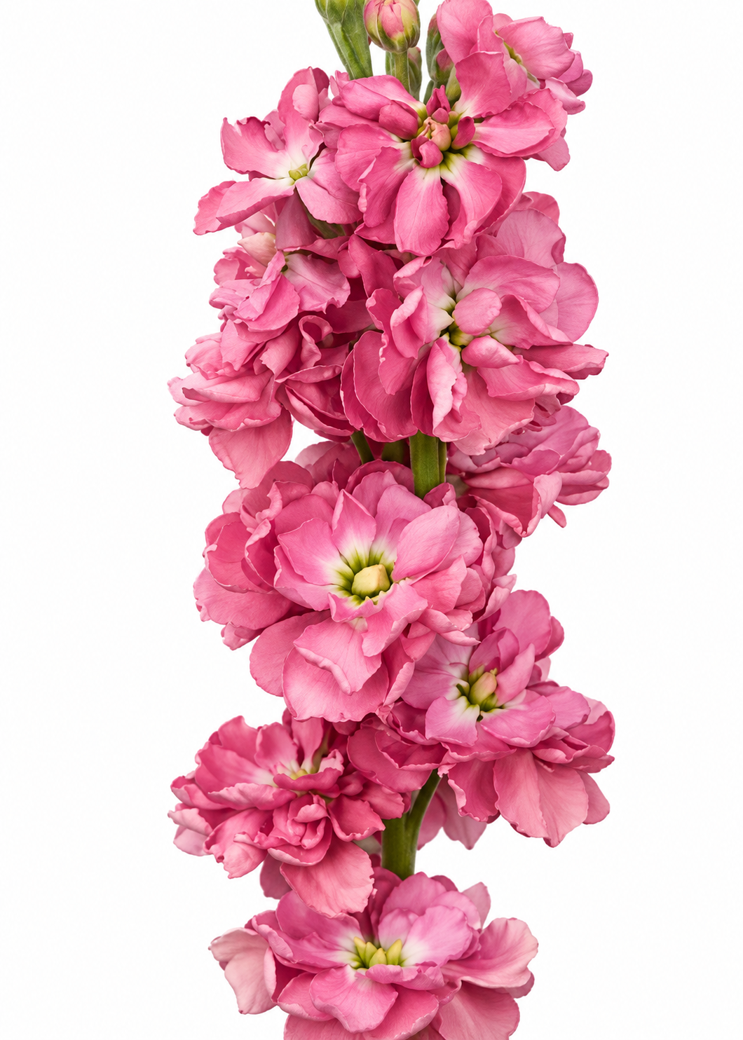 Violacciocca Katz Antique Rose | Matthiola incana