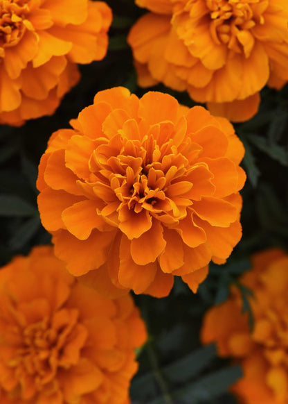 Tagetes patula Bonanza™ Deep Orange | French marigold therapyofflowers.com