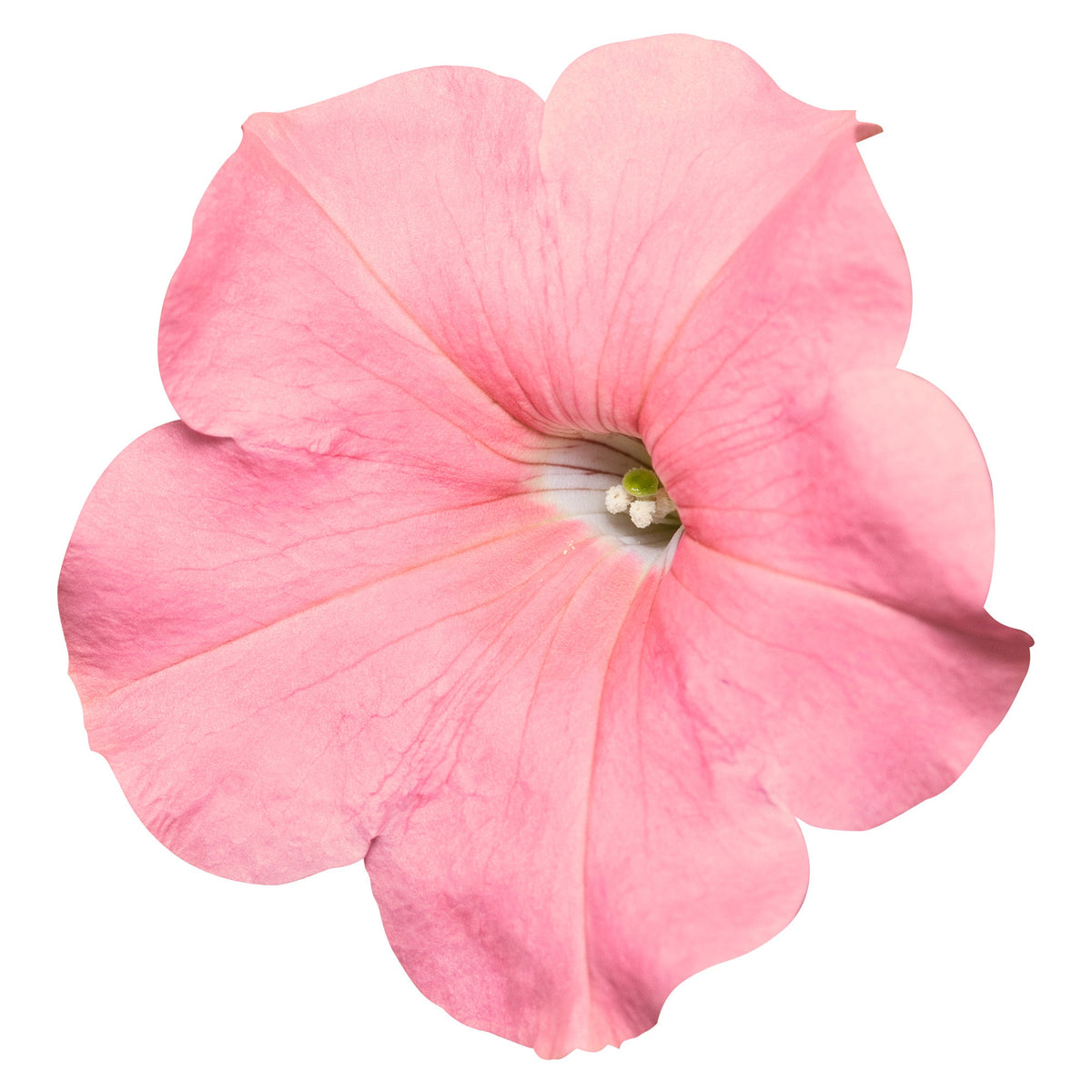 Petunia x Hybrida SUCCESS!® TR Salmon F1 | Trailing grandiflora petunia | Pelleted therapyofflowers.com