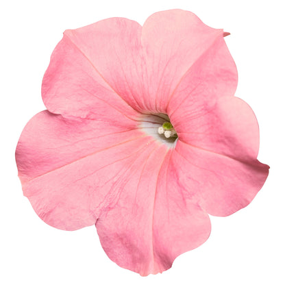 Petunia x Hybrida SUCCESS!® TR Salmon F1 | Trailing grandiflora petunia | Pelleted therapyofflowers.com