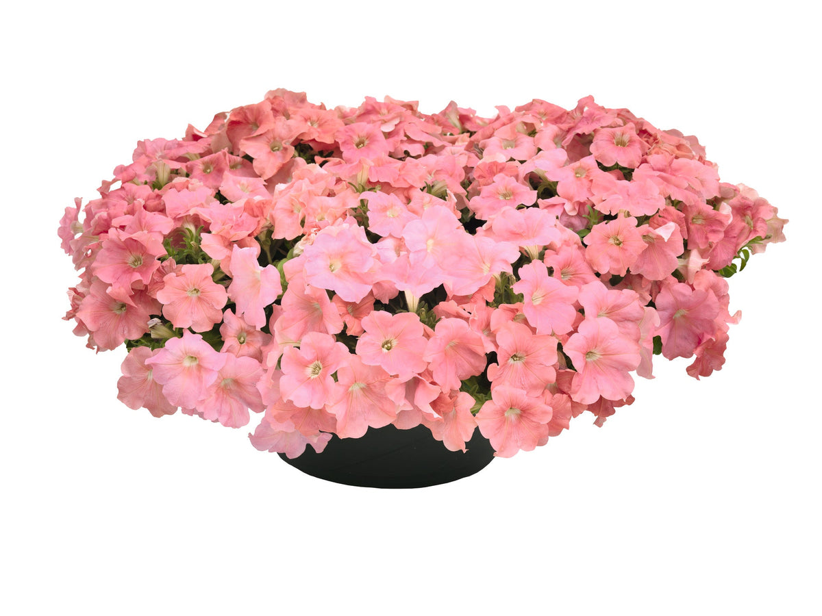 Petunia x Hybrida SUCCESS!® TR Salmon F1 | Trailing grandiflora petunia | Pelleted therapyofflowers.com