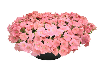 Petunia x Hybrida SUCCESS!® TR Salmon F1 | Trailing grandiflora petunia | Pelleted therapyofflowers.com