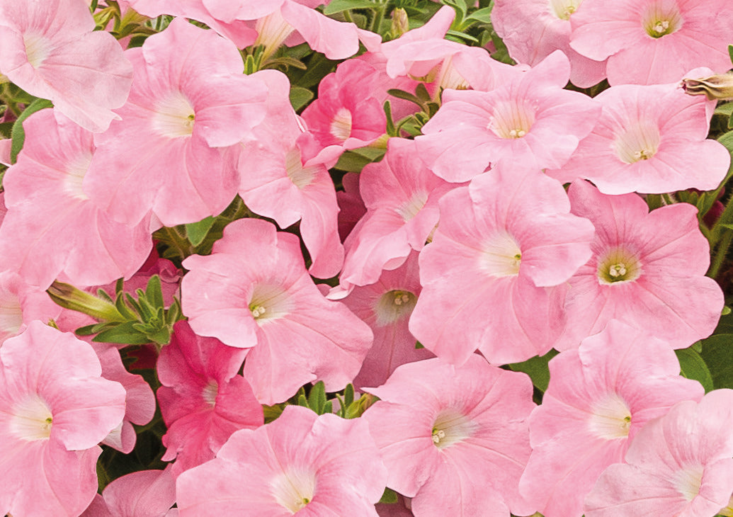 Petunia x Hybrida SUCCESS!® TR Salmon F1 | Trailing grandiflora petunia | Pelleted therapyofflowers.com