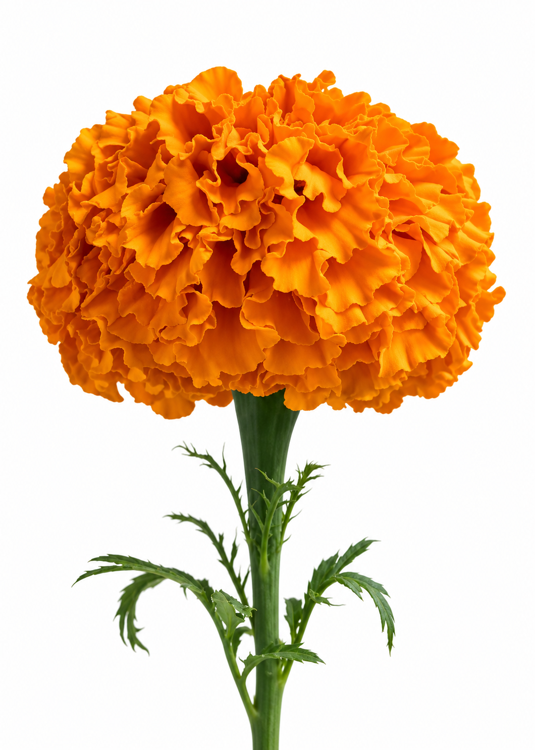 Tagetes erecta Xochi™ Orange F1 | African Marigold | Cut Flower