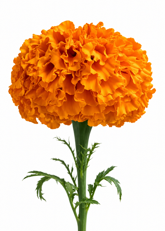 Tagetes erecta Xochi™ Orange F1 | African Marigold | Cut Flower