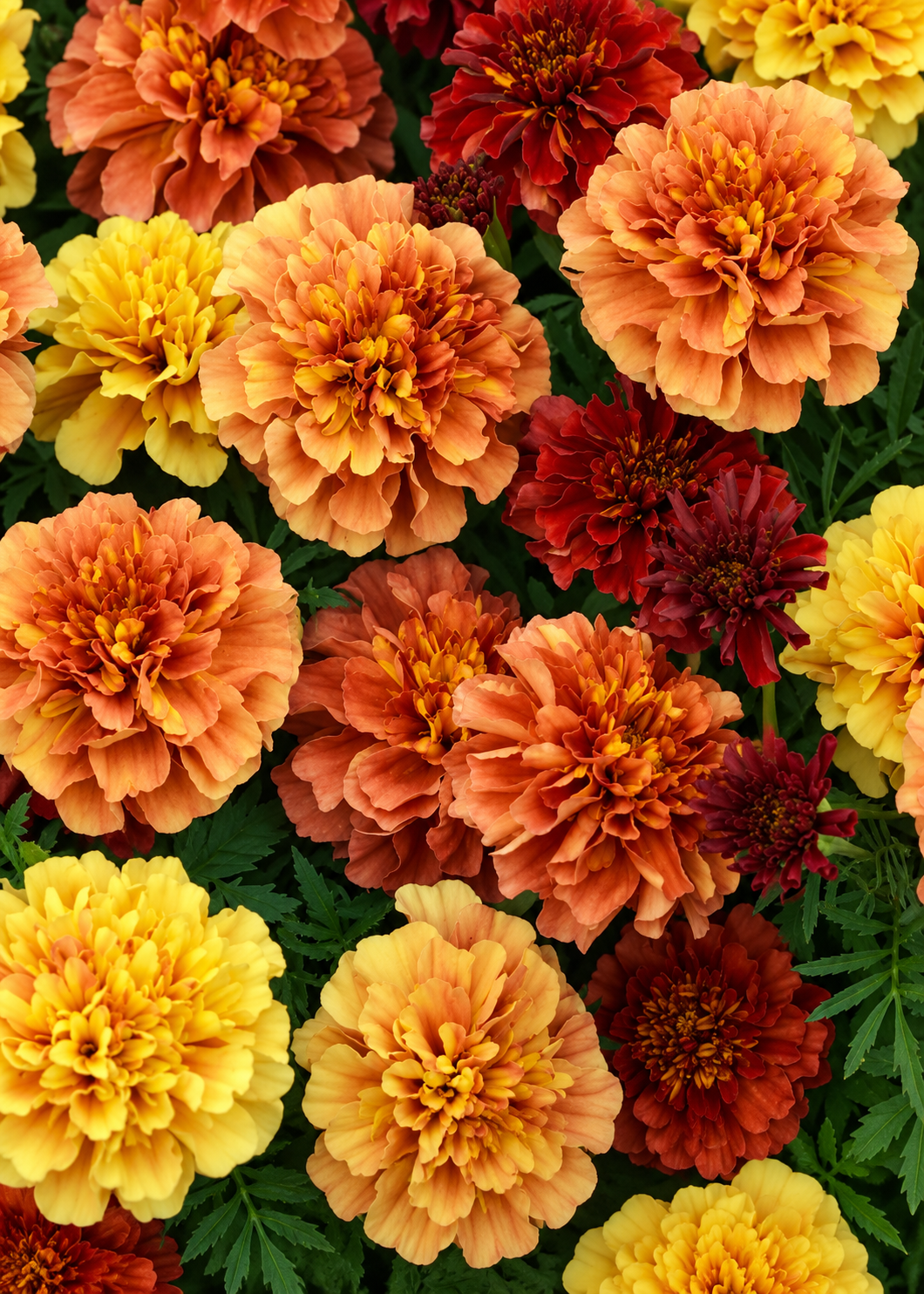 Tagetes patula Strawberry Blonde | Zemā samtene | Ziedi, kas maina krāsu