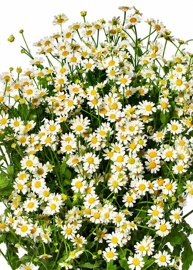 Tanacetum parthenium Cameron | Feverfew | Pelleted therapyofflowers.com
