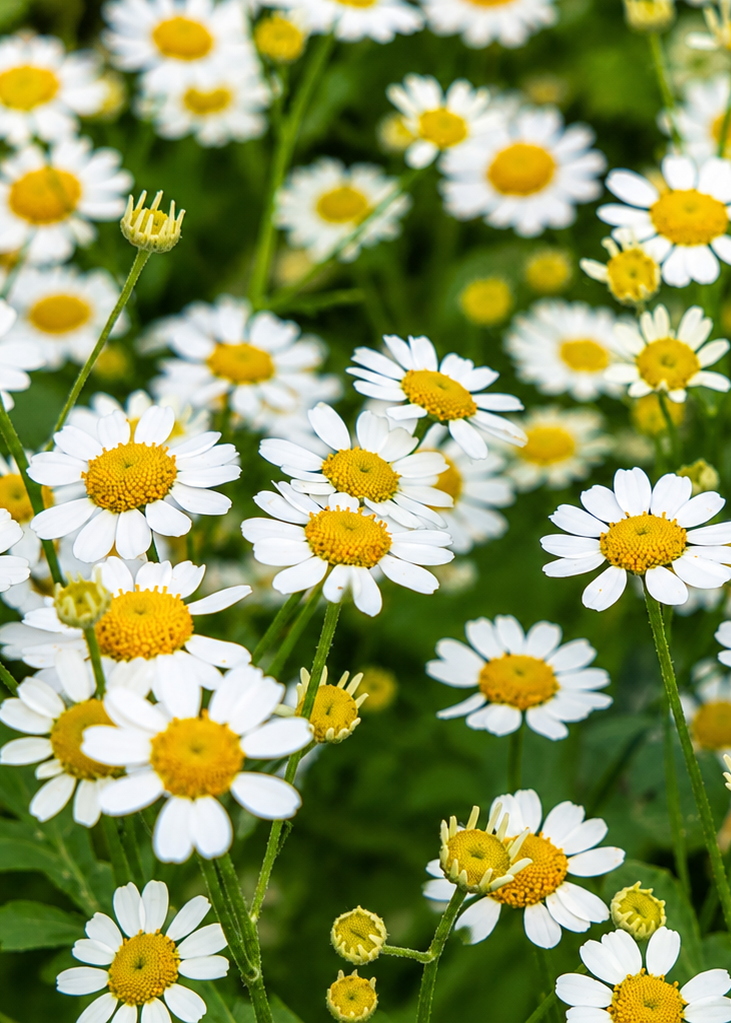 Tanacetum parthenium Campagne | Feverfew | Pelleted therapyofflowers.com