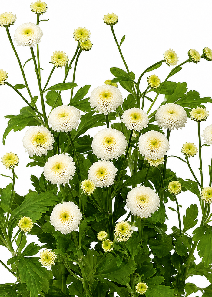 Tanacetum parthenium Lima | Feverfew | Pelleted therapyofflowers.com