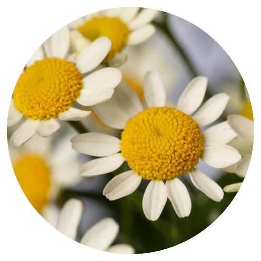 Mutterkraut - Chrysanthemum parthenium - Camilla