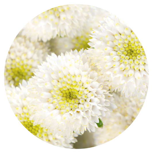Mutterkraut - Chrysanthemum parthenium - Rio