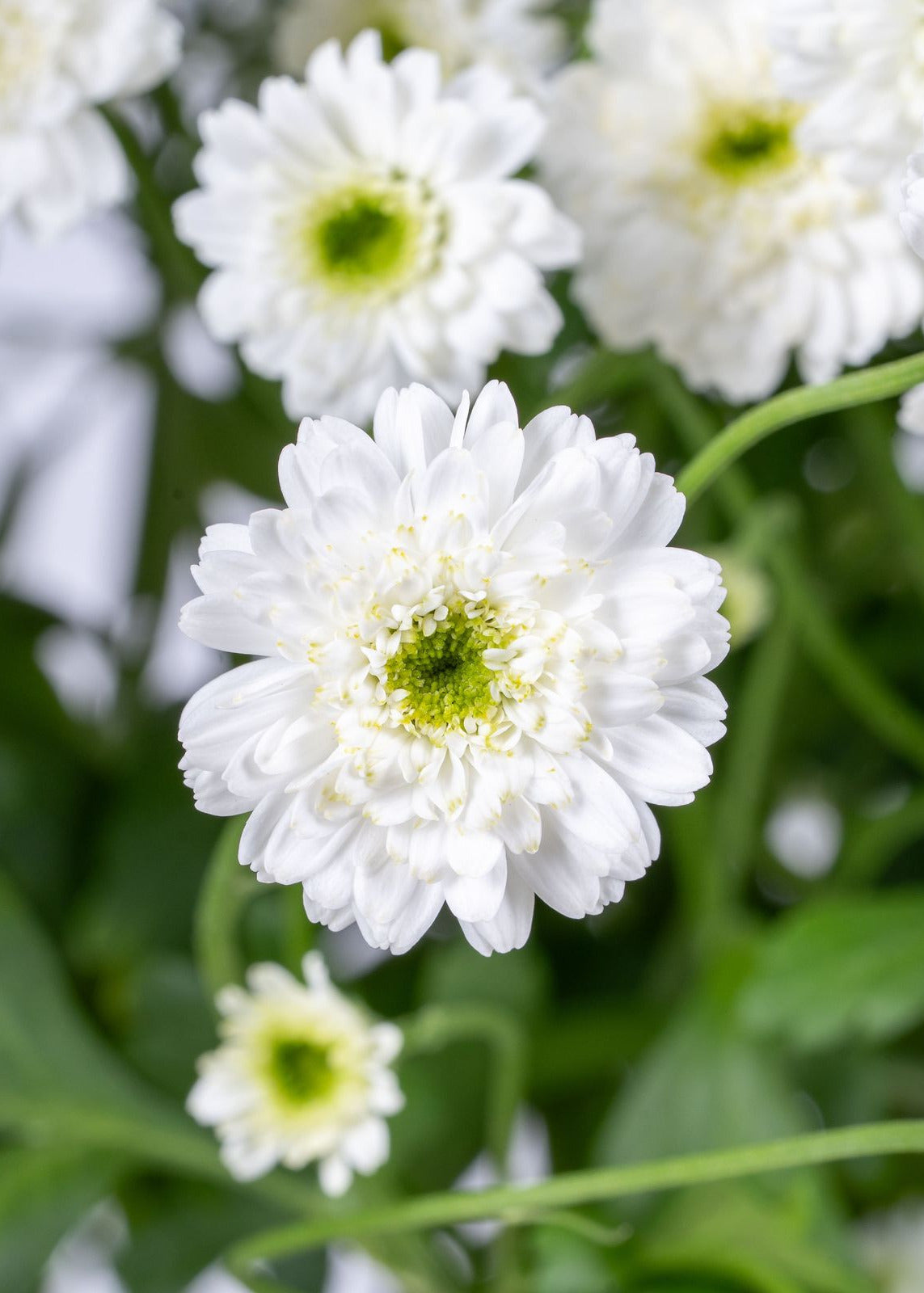 White daisy-like flowers with yellow-green centers and green leaves, photographed close up in a natural setting.