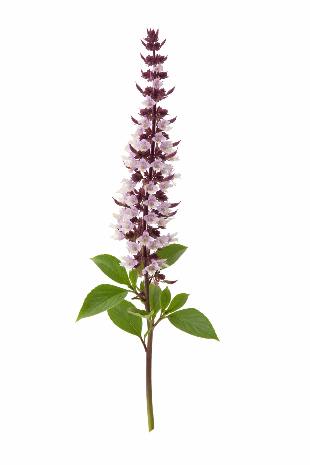 Ocimum basilicum Spice Boys Queen Of Sheba | Intense Purple Flowers therapyofflowers.com