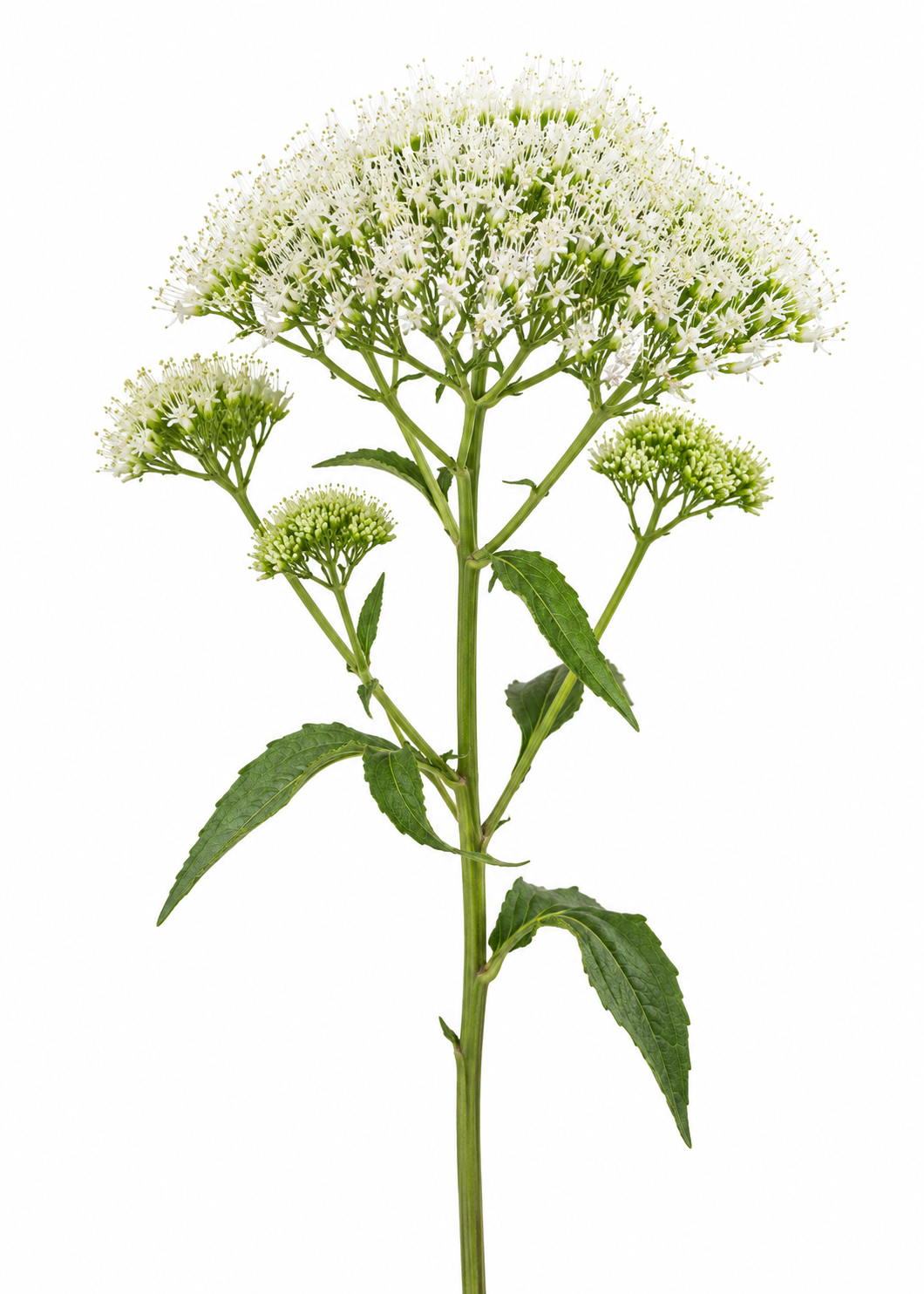 Trachelium Supreme Early White | Trachelium caeruleum