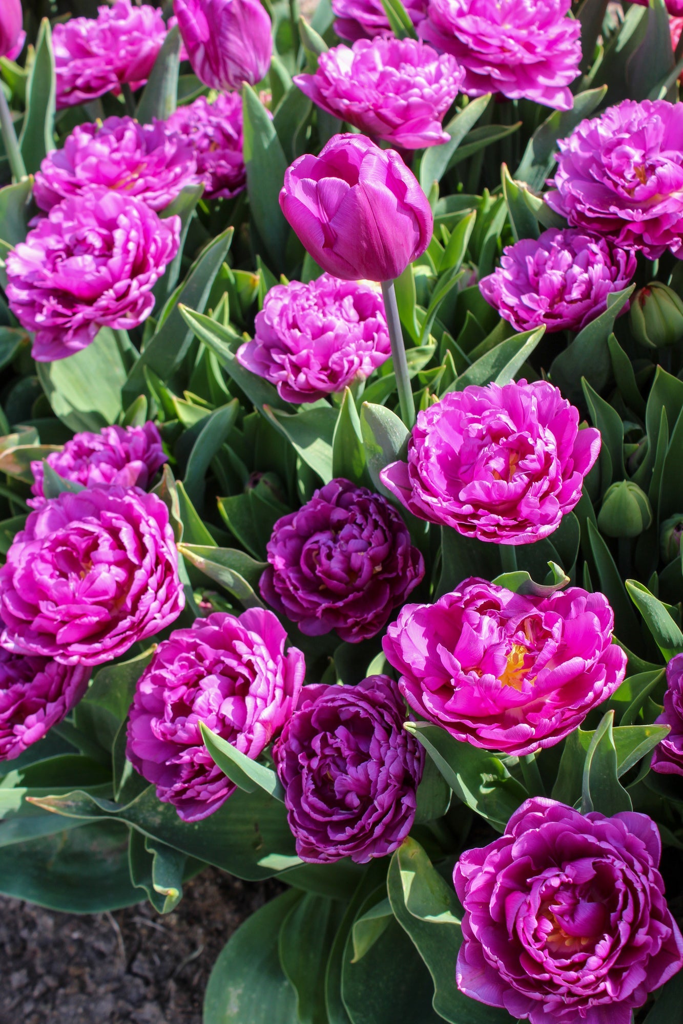 Tulip Blue Diamond  | Double Late Tulip therapyofflowers.com