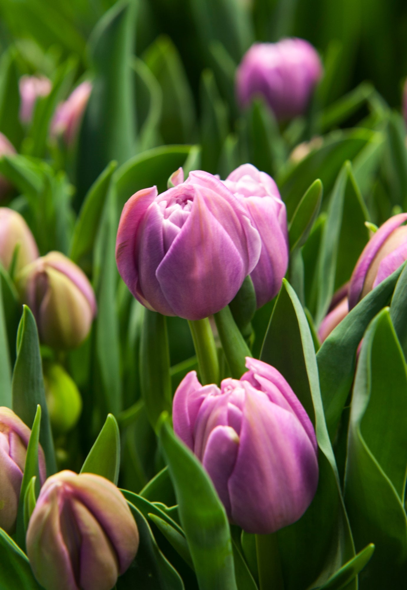 Tulip Katinka  | Double Late Tulip therapyofflowers.com