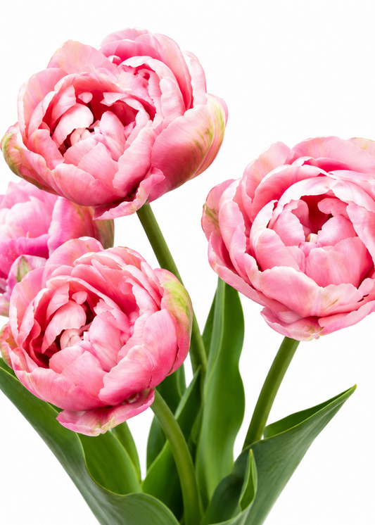 Tulip Amazing Grace