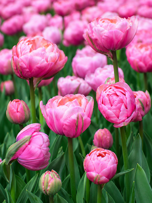 Tulip ‘Amazing Grace’ | Double Early Tulip Bulbs