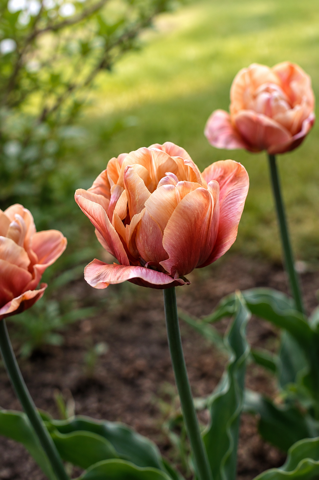Tulip La Belle Epoque