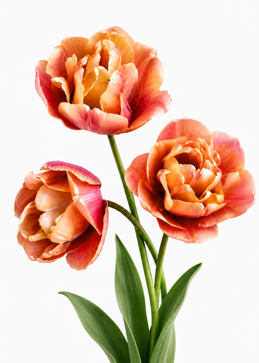 Tulip La Belle Epoque | Luxury Double Early Tulip therapyofflowers.com