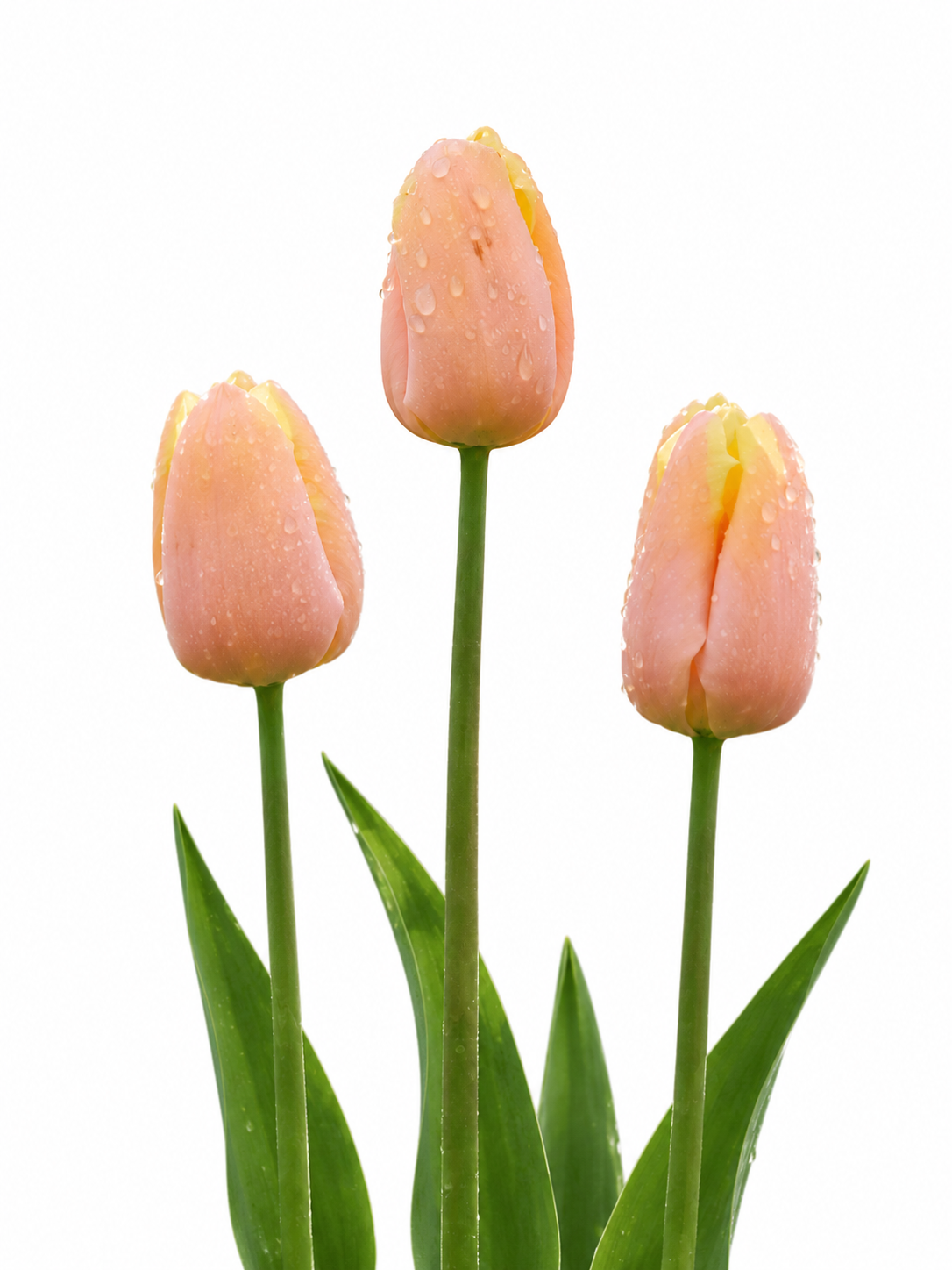 Tulip Mango Charm