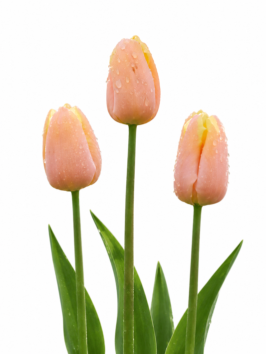 Tulip Mango Charm