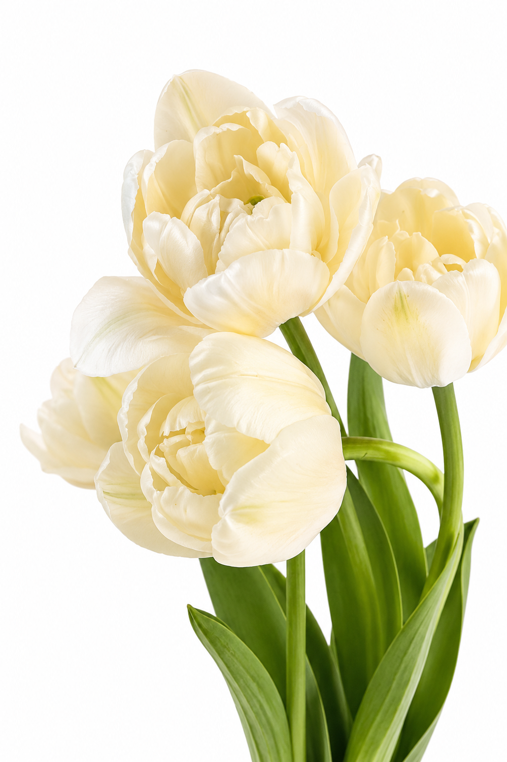 Tulip ‘Mount Tacoma’